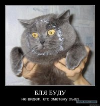 Любителям пушистых и нахальным