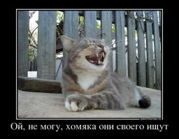 Любителям пушистых и нахальным