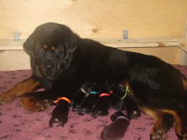 Взрослые собаки и их щенки