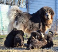 Взрослые собаки и их щенки