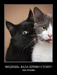 Любителям пушистых и нахальным