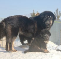 Взрослые собаки и их щенки