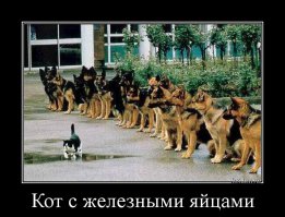 Любителям пушистых и нахальным
