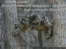 Любителям пушистых и нахальным