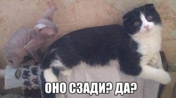 Любителям пушистых и нахальным