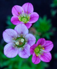 Я и сам сфоткал в огороде цветок, напоминающий смайлик ))