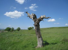 Деревья, которые хотят, чтобы их сфотографировали