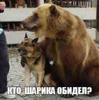 Взрослые собаки и их щенки