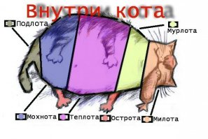 Любителям пушистых и нахальным
