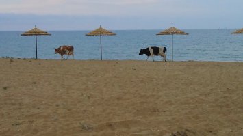 К чему Мальдивы,приезжайте на Каспий...и море и телки..))