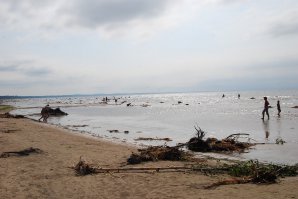 Балтийское море 25.07.2010 - по реке Нарове через шлюзы спустили плавучий остров и все это разбросало по побережью... в разгар сезона