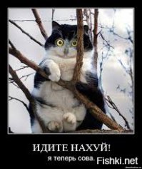 Любителям пушистых и нахальным