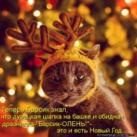 Любителям пушистых и нахальным