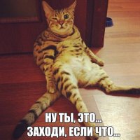 Любителям пушистых и нахальным