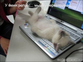 Любителям пушистых и нахальным