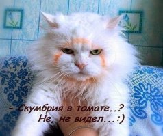 Любителям пушистых и нахальным