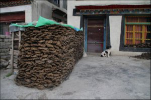 делать кизяки.. корова делает кизяки, они сохнут, их потом собирают..