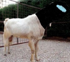 Ужасы генной инженерии: 7 самых страшных пород домашних животных