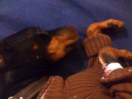 Эээх, сразу вспомнил своего старичка 11 лет и 22 дня... на фото последние дни его жизни... ((( капельницы ставил уже дома... (((