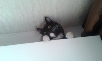 Кот под потолком, увидел в действии моющий пылесос.
