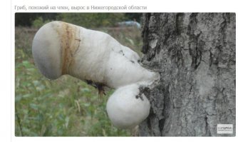 X.yeвbIЙ гриб сразу видно!