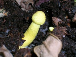 X.yeвbIЙ гриб сразу видно!