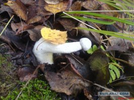 X.yeвbIЙ гриб сразу видно!