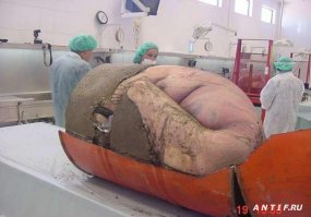 ой и не говорите, очень роскошная жизнь мексиканских мафиози