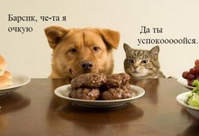 Любителям пушистых и нахальным