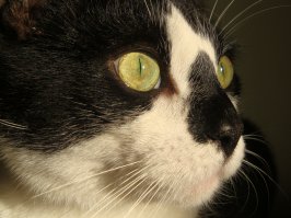 30 фотографий, которые доказывают, что глаза - зеркало души