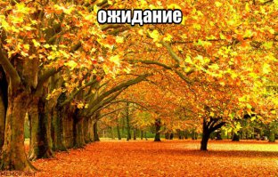 Решил сфоткать осенний лес: