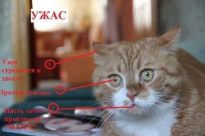 Ужас с грусными глазами. Британские ученые опять лажают.