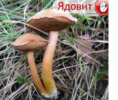 А что здесь не так то? вроде моховичёк, съедобный вроде  Или это какбы астреевый моховик?
Моховик (решетник) Наиболее известными представителями рода моховиков являются зеленый моховик и желто-бурый. Однако все грибы-моховики относятся к съедобным грибам. Зеленый моховик встречается преимущественно на открытых местах: полянах, у краев дорог. Шляпка у него оливковых оттенков, диаметр которой достигает 10 см. Ножка сужается к основанию, цилиндрической формы. Ее длина достигает у зрелых грибов 10 см. Моховик желто-бурый (каштановый)встретить наиболее вероятно на песчаной почве в сосновых или смешенных лесах. Растет одиночно. Шляпка бурых оттенков с чешуйками, диаметр которой достигает до 10 см. Мякоть желтых оттенков. Этот вид моховиков часто путают с другими съедобными грибами (подосиновиком и козляком).

Все представители моховиков относят к разряду съедобных грибов третьей категории, за исключением моховика астреевого и паразитирующего. Сбор моховиков начинается с середины лета и продолжается до середины осени. В пищу употреблять лучше грибы средних размеров. Однако моховики чаще всего заготавливают на зиму – сушат. Кусочки таких грибов приобретают красивый желтый оттенок и приятный аромат. Перед готовкой кожицу на шляпке удаляют, ножку зачищают. Моховики можно замариновать.