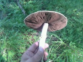 Шампиньоны в лесу не редкость и как же отличить желтокожие ядовитые от нормальных съедобных? вот на фото в руке это какой?