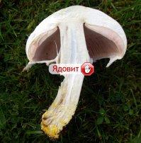 Шампиньоны в лесу не редкость и как же отличить желтокожие ядовитые от нормальных съедобных? вот на фото в руке это какой?