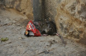 А это крыска была замечена в Израиле.