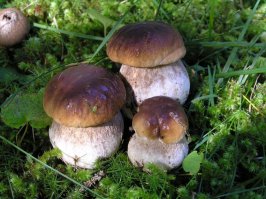 На мой взгляд "беленькие"ни как не перепутаешь.