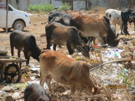 Индия, ГОА. Потом эти коровки по пляжу гуляют...