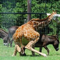 В жёлтой жаркой Африке в центральной её части
Как-то вдруг вне графика случилося несчастье
Слон сказал не разобрав видно быть потопу
В общем так один жираф влюбился в антилопу...