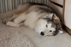 Маламут шикарен ))) у сестры такой )))