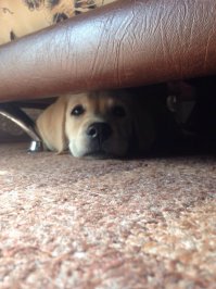 Лабрадор тот еще пылесос)