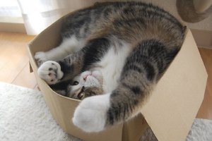 Кошки очень привередливый народ и далеко не предсказуемый :) Построй им дом со всеми условиями, так они лягут спать в картонной коробке ;)