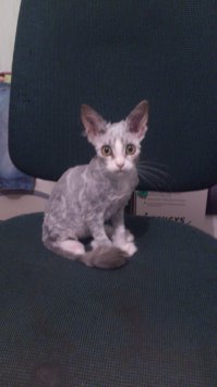 А вот такие вот они маленькие и стриженные (не изверг, лечили от лишая).