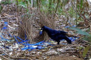 Мне кажется, что его вдохновил шалашник.
