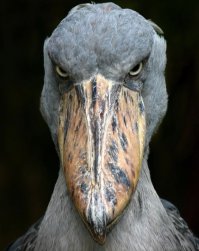 10 реально существующих «злых птичек»