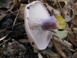 Рядовка фиолетовоногая. в народе - синеножка (по вашему - пластинчатый гриб) гриб высшей категории, в табели о рангах находится на пятом месте, считая от белого гриба. Довольно редок и не каждому известен. Превосходные вкусовые качества. Если бы мне, к примеру, предложили на выбор любимый мною маслёнок и синеножку - однозначно выбрал бы последнюю, ибо вкуснее. Как-то так...