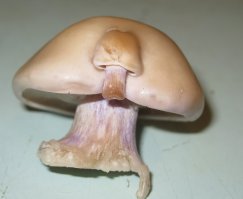 А еще мне вот такая синеножка попалась, с деткой :)