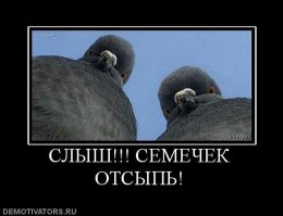 10 реально существующих «злых птичек»