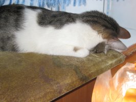 Серьезная причина почему ваш питомец упирается головой в стену