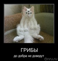 99 из 100 грибников не возьмут в корзину такое чудо